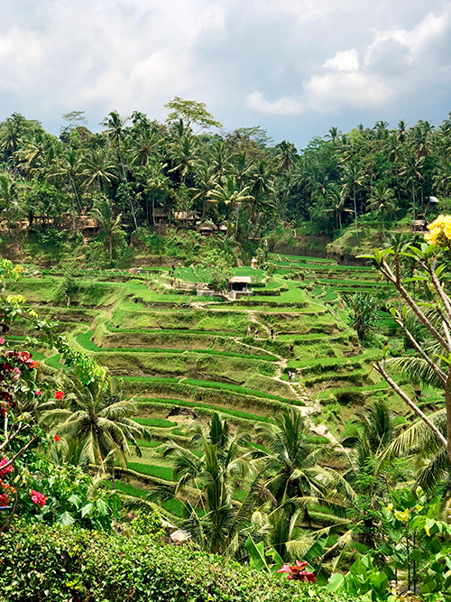 best tour in bali tegallalang rice terraces